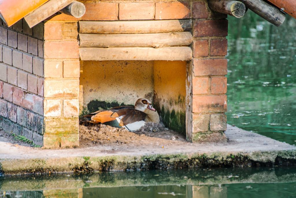 Pousada Tucano Do Cuiaba Itaipava Dış mekan fotoğraf